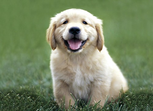 cute golden retriever puppy pics. Golden Retriever Puppy