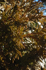 Arborvitae Foliage, Winter, Woodfield Inn