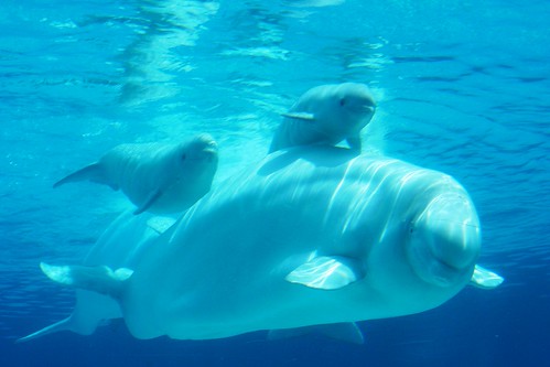 beluga whale calf. Beluga whales