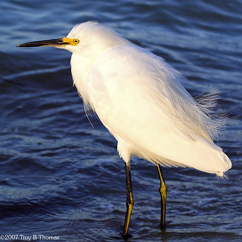Snowy Egret; Photography by Troy Thomas