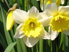 Daffodil by Dbyrd