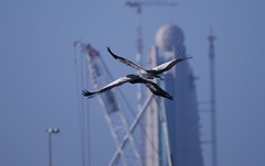 Grey Crowned Crane in Dubai !