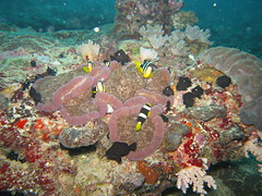 Clarke's Clown Fish in Anemone