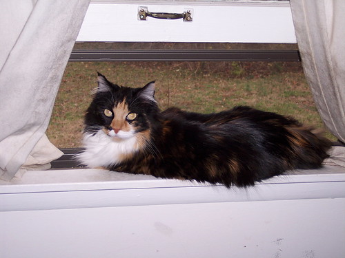 Callie in an open window