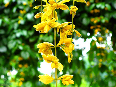 Yellow Flowers Botanical Garden