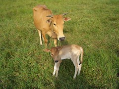 วัวแรกเกิด บริเวณบ้านโกเซีย