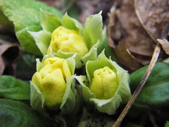 yellow primrose in bud
