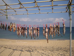 Fish drying