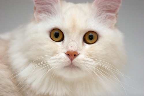 white Persian cat pictures with big eyes