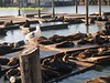 海獅群集在39號碼頭（sea lions at the fisherman's wharf pier 39） 3