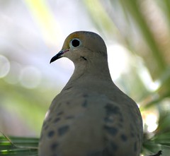 another Dove in our backyard (Mourning Dove - Zenaida macrourna) - by Bruce Tuten