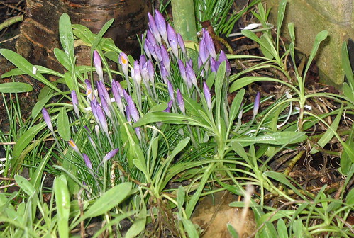 You get to appreciate this more if you view it full size. I love the raindrops on the delicate crocus heads.