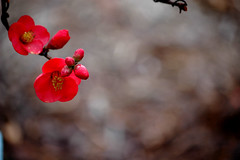 bonsai blossom