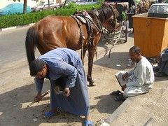 Shoeing a horse in Luxor