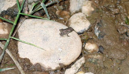 Microfrog (1)