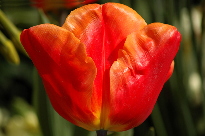 Tulip :: Click for previous photo