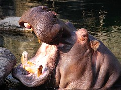 Hippopotamus by Muzina Shanghai