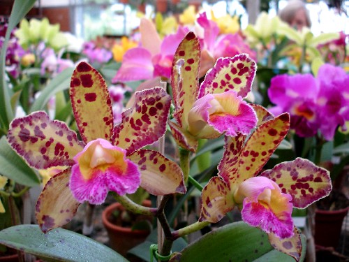 Orquídeas. por Aneleh_.