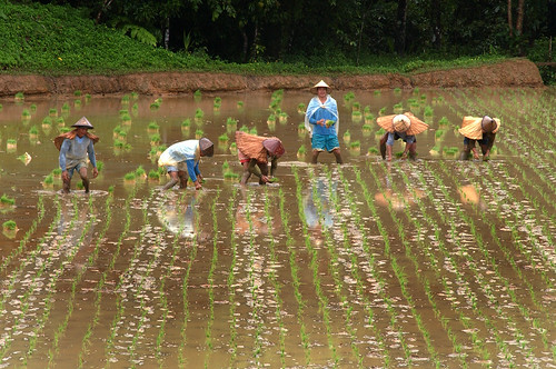 Philippines,Pinoy,Life,city,rural farm, Philippines, rice, farmer farming workers  scene, working Luisiana, Laguna
