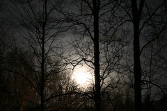 moon rising through the woods
