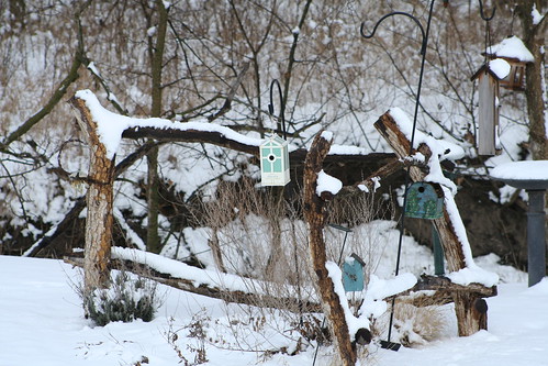 Backyard Scene in Winter