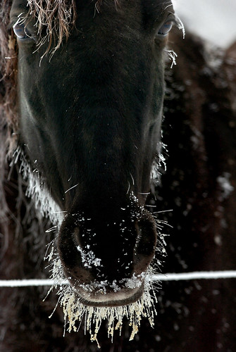 Frosted horse