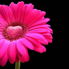 happy valentines day - pink gerbera with a heart of chocolate!