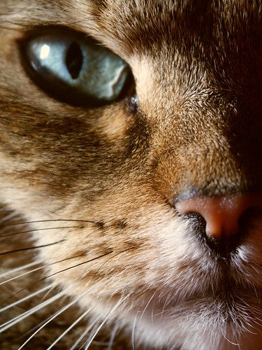 cat eyes close up. Cat eye, Close Up!