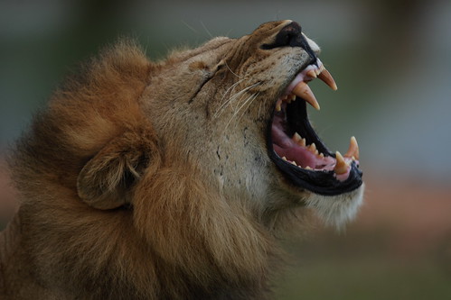 teeth fangs lions some carnivores among comparison interesting gif vs tigers comparable