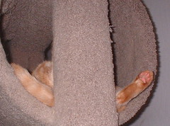 Abby's leg sticks out of the cat tree