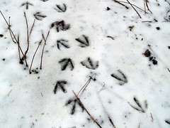 Goose prints in snow