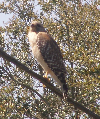 Red-Shouldered Hawk, Pale Florida Subspecies 1