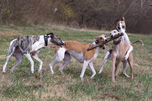 Whippetmeeting in vienna (Donauinsel)090