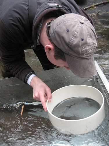 Bull Trout monitoring on the Upper Willamette