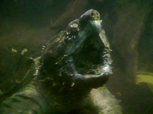snapping turtle tongue. The snapping turtle lures fish with its weird tongue.