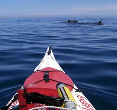 dolphins near my kayak in the Sea of Cortez