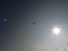 Black Kite Against the Sun