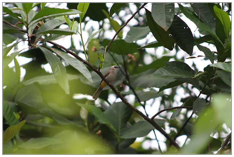 Small Bird from Gasing Hill