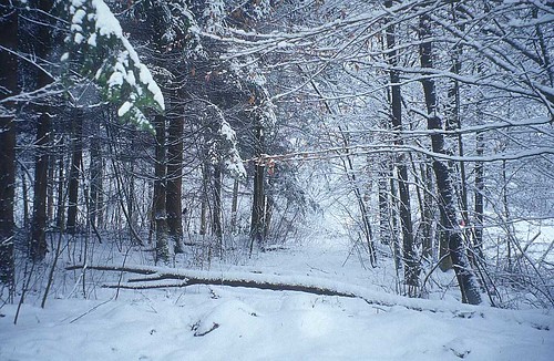 winter-picture_forest-