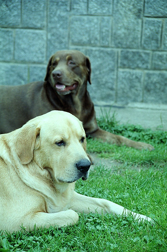 labrador photos - Freki and Benny