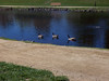 Travis AFB Duck Pond