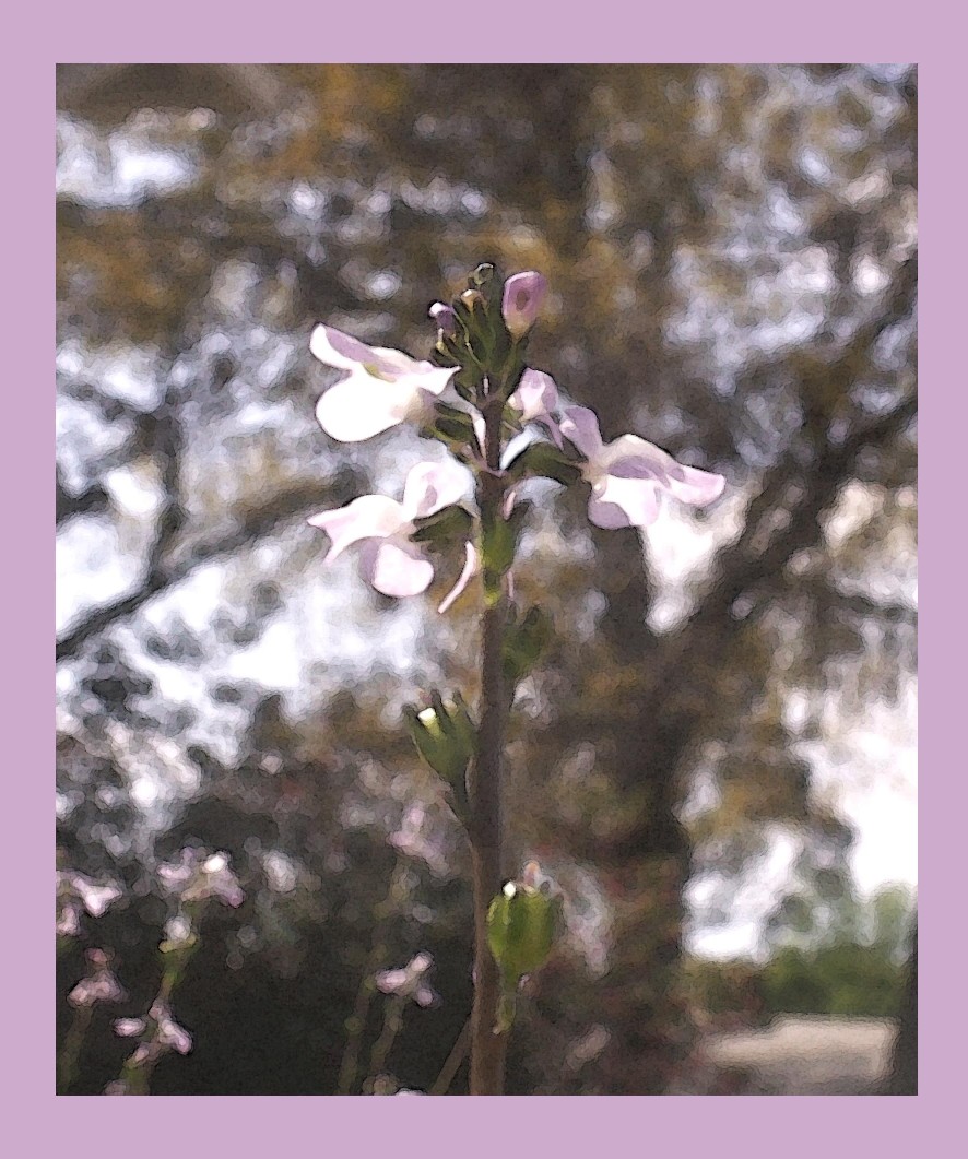 Watercolor Snapdragon (Toad Flax)
