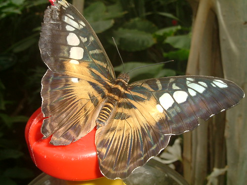 Butterfly Metro Zoo - March Break