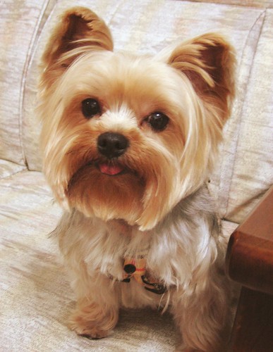 Yorkie Hairstyles Pictures 52491 | pictures of yorkie poo h
