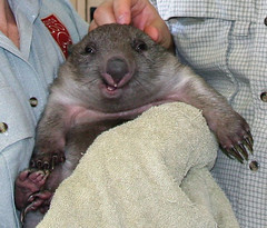 Wombat grinning