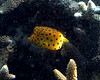 Cube Boxfish Juvenile