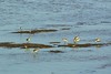 Black-tailed Godwits and Common Sandpipers