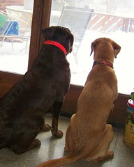 Diamond and Gracie looking outside