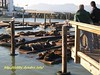 海獅群集在39號碼頭（sea lions at the fisherman's wharf pier 39）