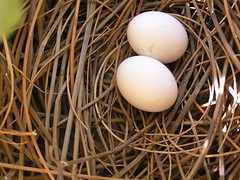 Pigeon eggs